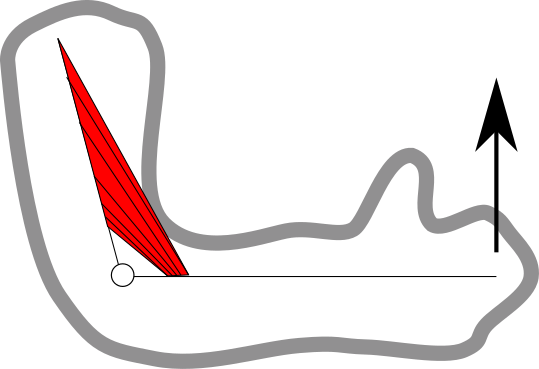 Illustration of the human arm. In red we see the biceps muscle. When the arm is in this configuration, then we can predict that the hand will move upwards when the biceps muscle is activated. This is the role of the musculoskeletal model: to relate muscle forces and motions.